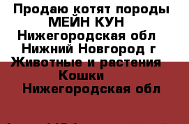 Продаю котят породы МЕЙН-КУН - Нижегородская обл., Нижний Новгород г. Животные и растения » Кошки   . Нижегородская обл.